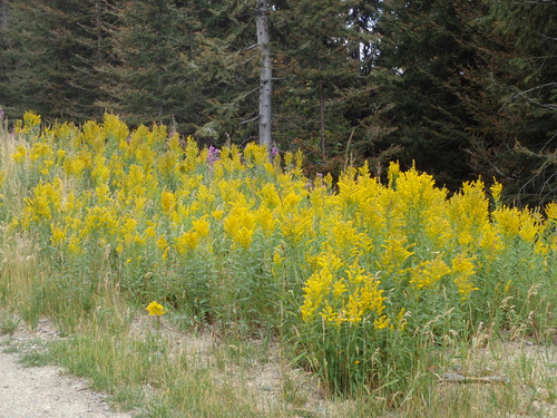 GDMBR: Goldenrod on NF-4353, MT.